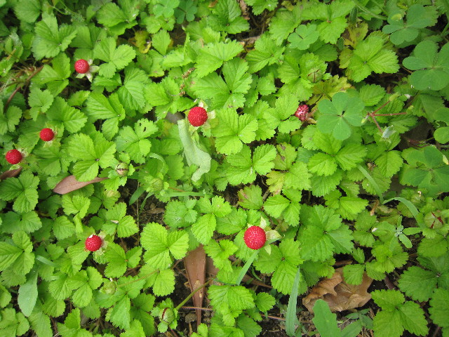 ファイル 1791-1.jpg