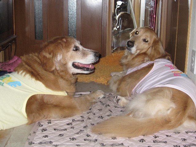 ファイル 1795-1.jpg