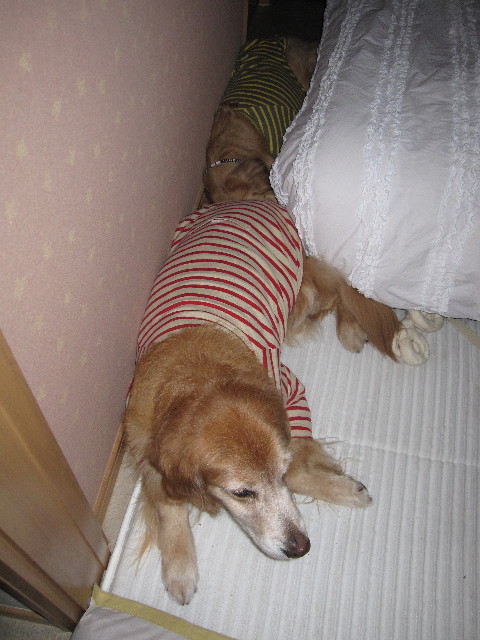 ファイル 1795-3.jpg