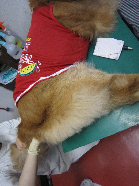 ファイル 1796-2.jpg