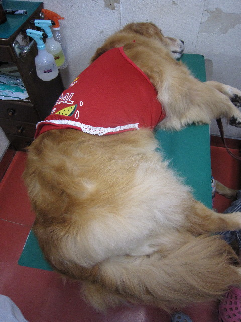 ファイル 1796-3.jpg