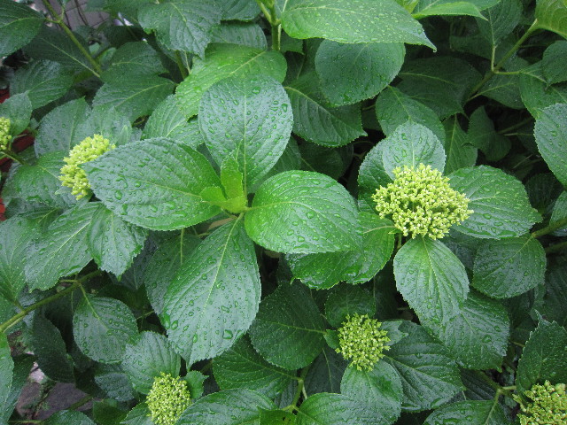 ファイル 1796-4.jpg