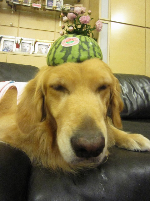 ファイル 1801-1.jpg