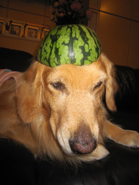 ファイル 1801-4.jpg