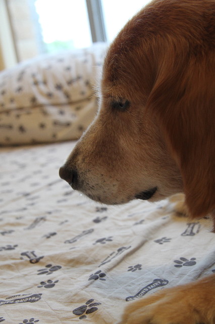 ファイル 1806-5.jpg