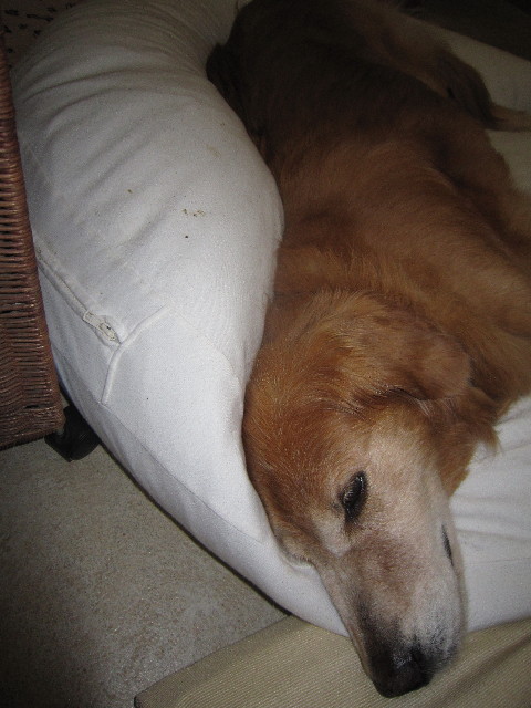 ファイル 1807-4.jpg