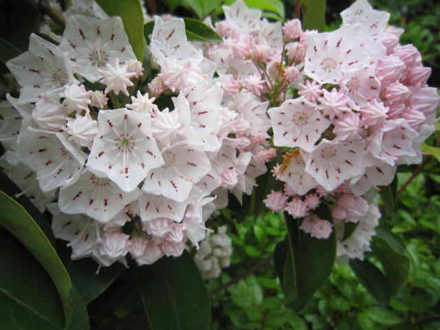 ファイル 1810-5.jpg