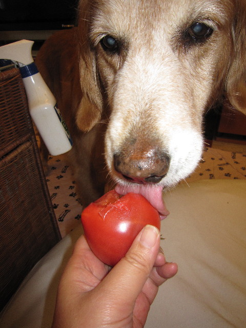 ファイル 1811-2.jpg