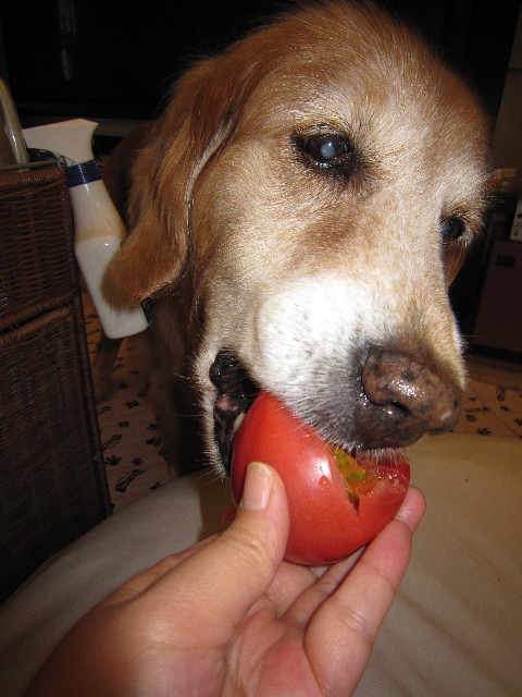 ファイル 1811-3.jpg