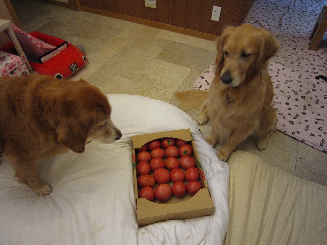 ファイル 1811-4.jpg