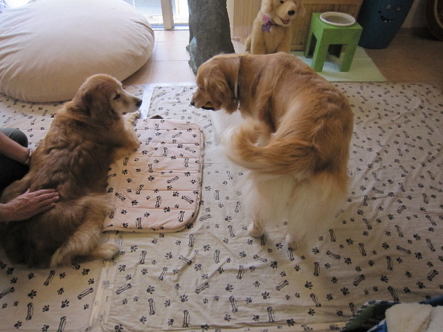 ファイル 1821-1.jpg