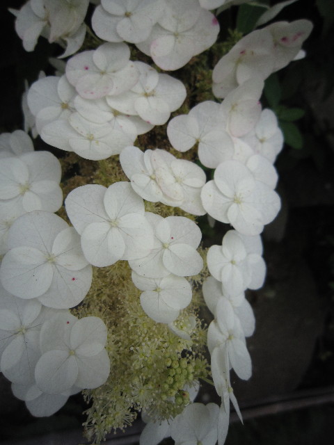 ファイル 1834-1.jpg