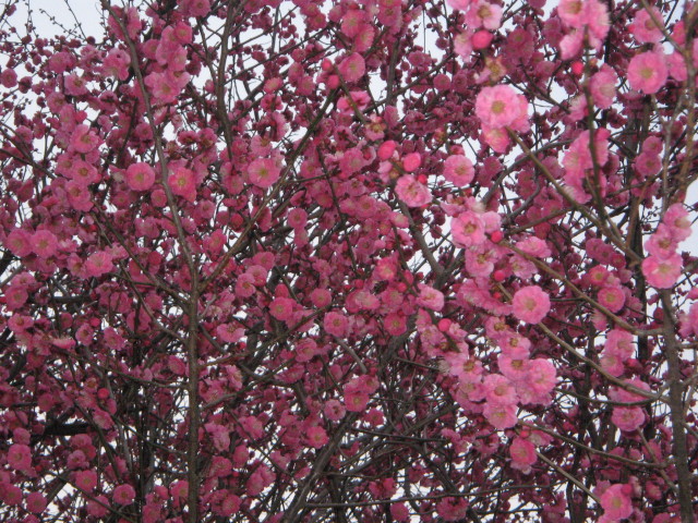 ファイル 184-5.jpg