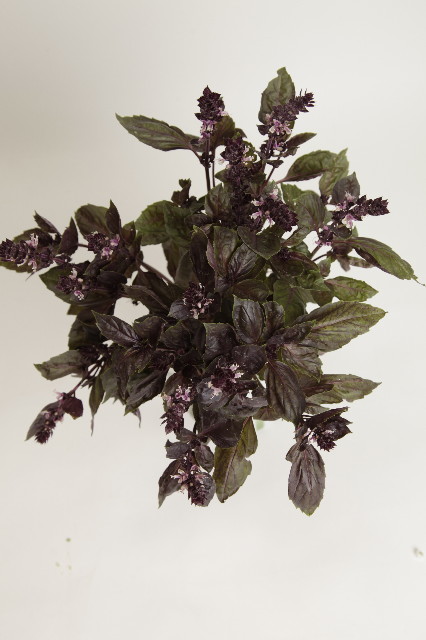 ファイル 1855-1.jpg