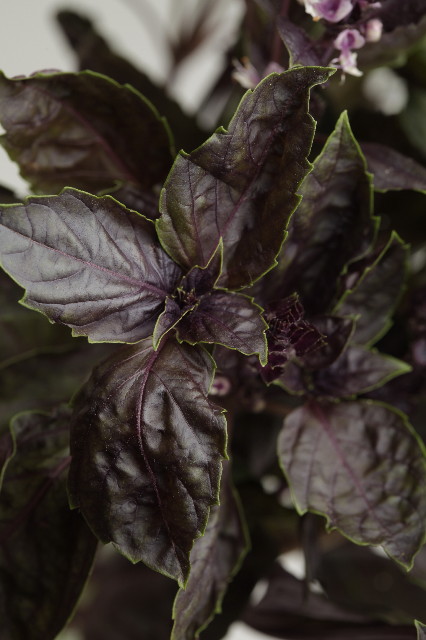 ファイル 1855-2.jpg