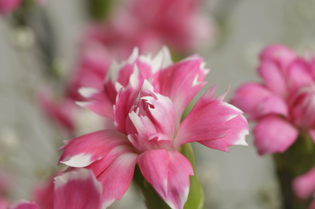 ファイル 1855-3.jpg