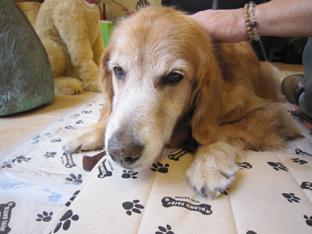 ファイル 1856-1.jpg