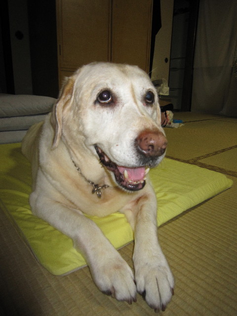 ファイル 1859-1.jpg