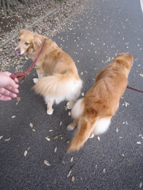 ファイル 1862-1.jpg