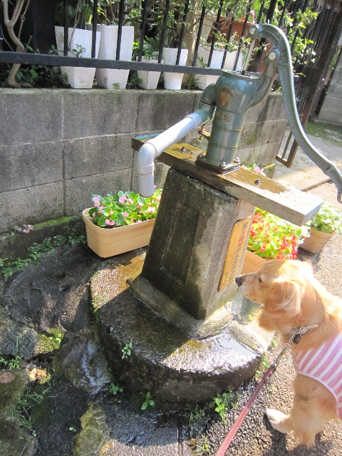 ファイル 1870-5.jpg