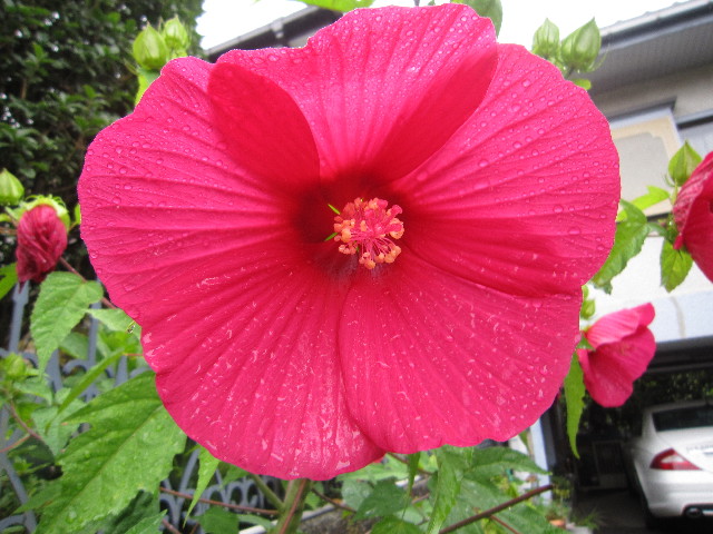 ファイル 1888-1.jpg