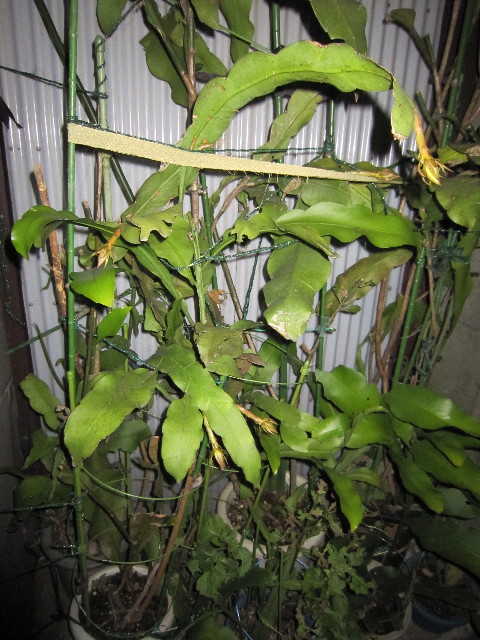 ファイル 1888-4.jpg