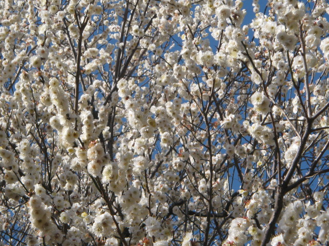 ファイル 189-5.jpg