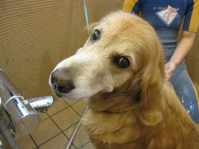 ファイル 1898-1.jpg