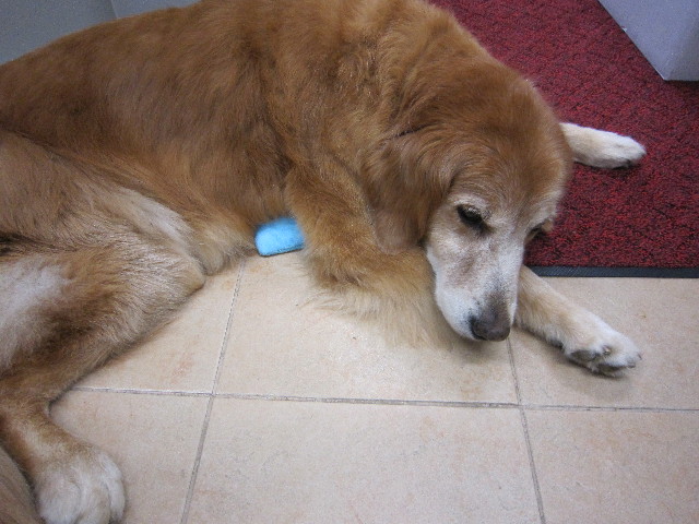 ファイル 1902-1.jpg