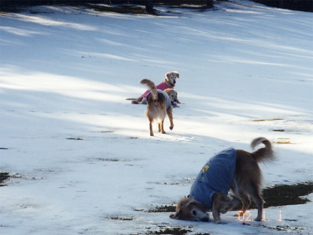 ファイル 1908-3.jpg