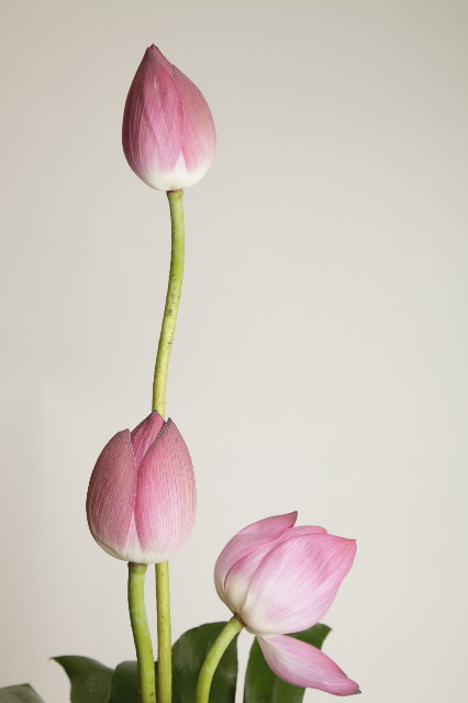 ファイル 1912-1.jpg