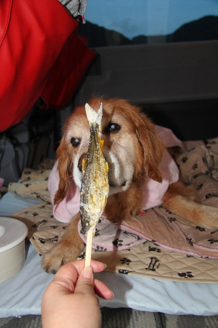 ファイル 1917-3.jpg