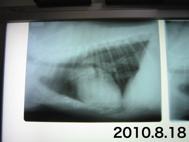 ファイル 1923-4.jpg