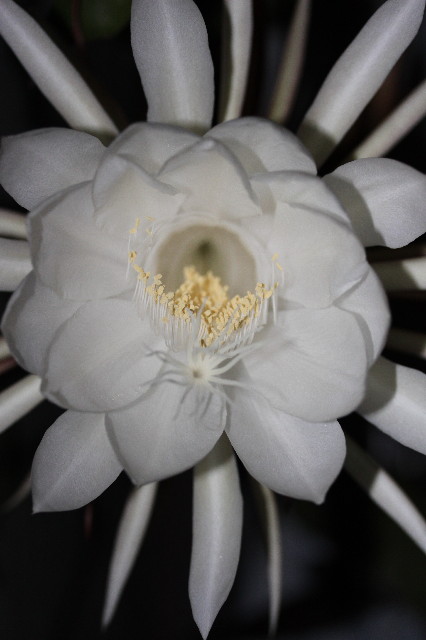 ファイル 1929-2.jpg