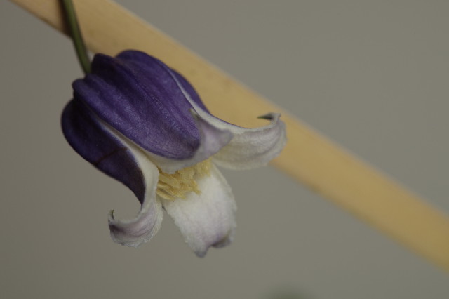 ファイル 1929-5.jpg