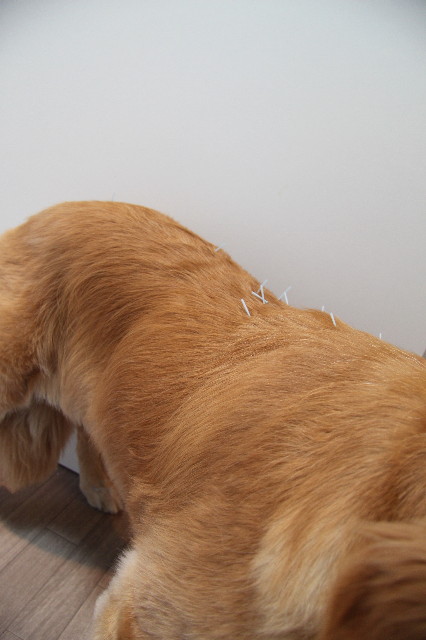 ファイル 1938-5.jpg