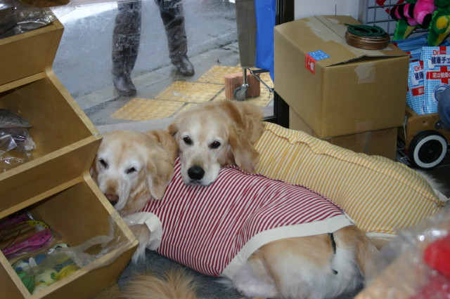 ファイル 194-1.jpg