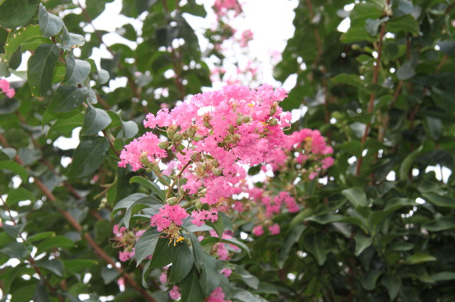 ファイル 1941-2.jpg