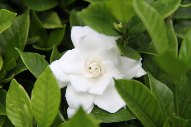 ファイル 1956-4.jpg