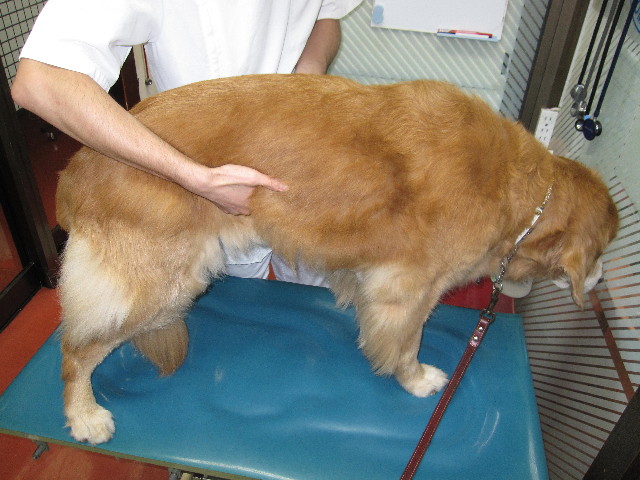 ファイル 1964-1.jpg