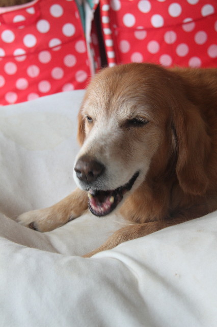 ファイル 1975-5.jpg