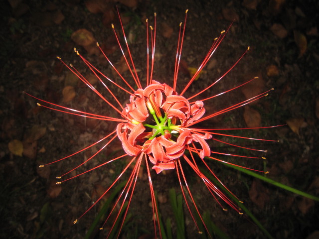 ファイル 1988-4.jpg