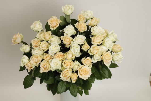 ファイル 1998-5.jpg