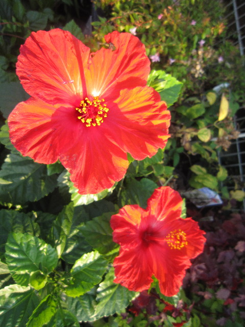 ファイル 2020-1.jpg