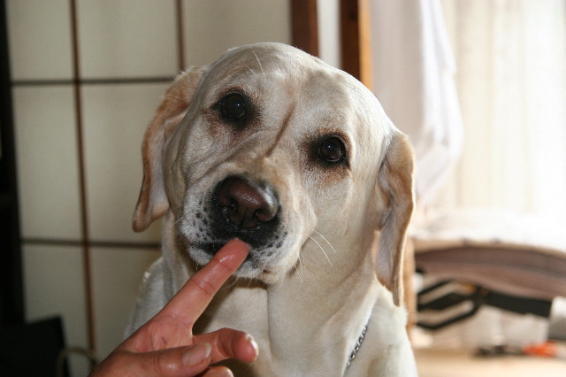 ファイル 2027-2.jpg