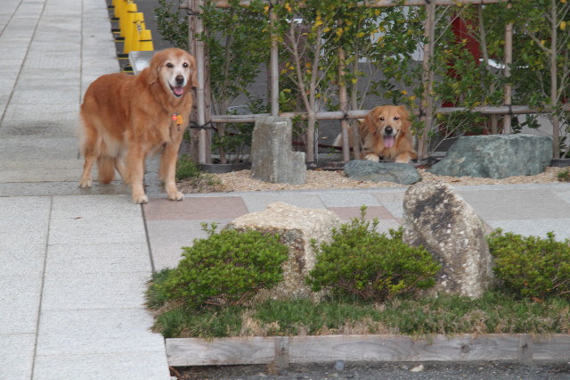 ファイル 2028-3.jpg