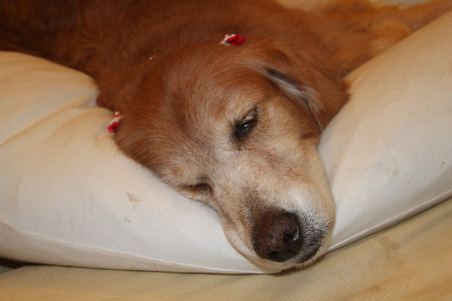 ファイル 2031-5.jpg