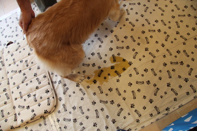 ファイル 2037-1.jpg