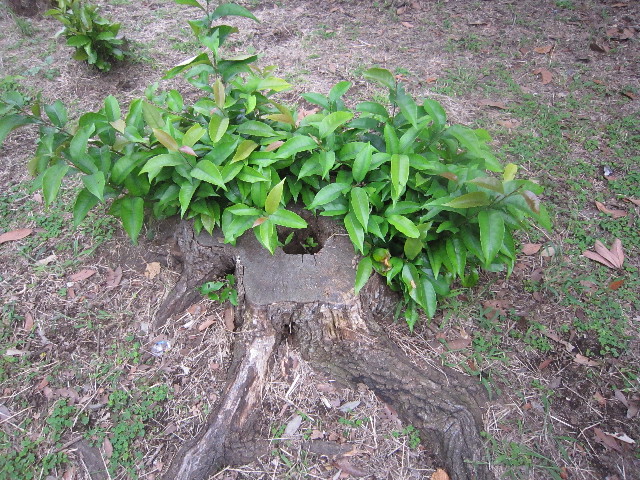 ファイル 2040-1.jpg