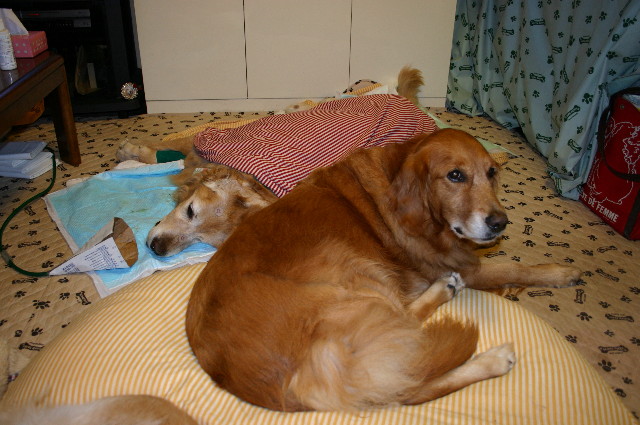 ファイル 2046-5.jpg